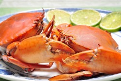 Cà Mau phấn đấu trở thành trung tâm nuôi cua lớn nhất Đồng bằng sông Cửu Long và cả nước