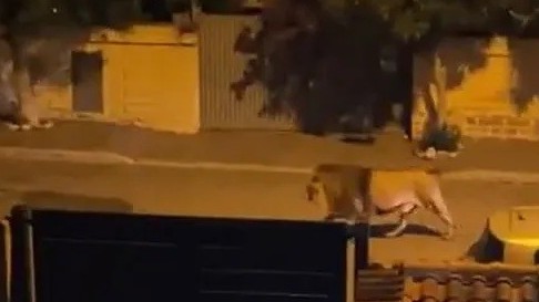Italy: Chưa rõ nguyên nhân chú sư tử trong rạp xiếc thoát ra ngoài, lang thang trên đường phố