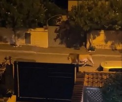 Italy: Chưa rõ nguyên nhân chú sư tử trong rạp xiếc thoát ra ngoài, lang thang trên đường phố