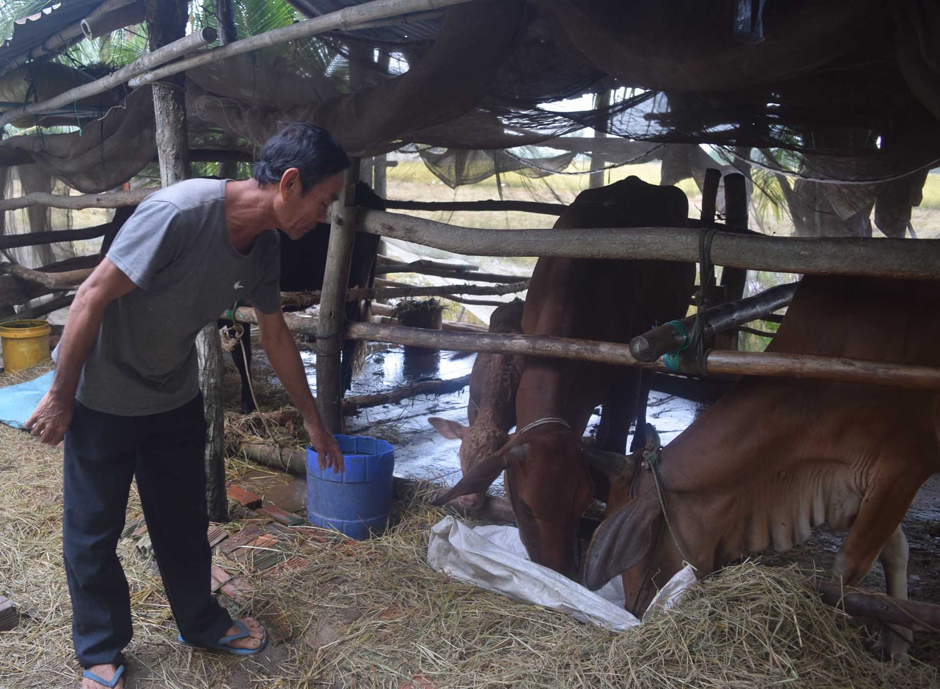 Anh Kiên Như, ấp Đôn Chụm, xã Tân Sơn (huyện Trà Cú) chăm sóc bò từ vốn vay theo Nghị định số 28/2022/NĐ-CP của Chính phủ. (Ảnh: Phương Nghi)