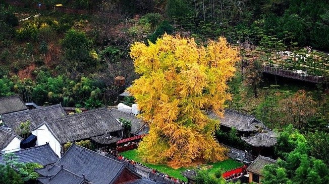 Trung Quốc: Những cây ngân hạnh hơn nghìn năm tuổi nhộm vàng góc trời khi mùa Thu đến