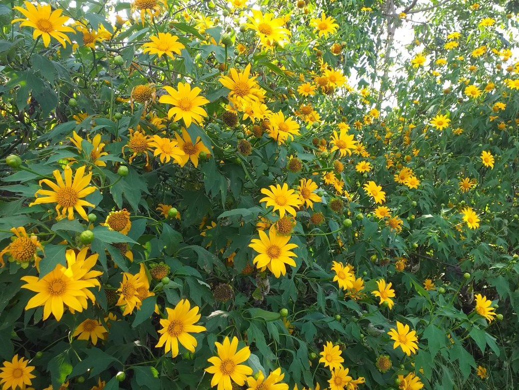 The endless golden color of the Central Highlands’ wild sunflowers