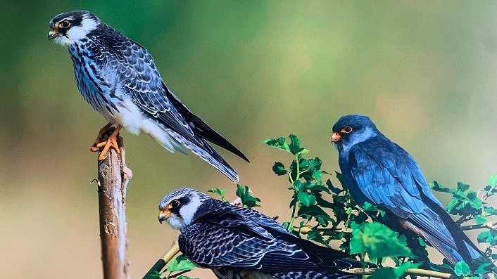 Khám phá 35 loài chim hoang dã, định cư và di cư được chụp tại Hà Nội