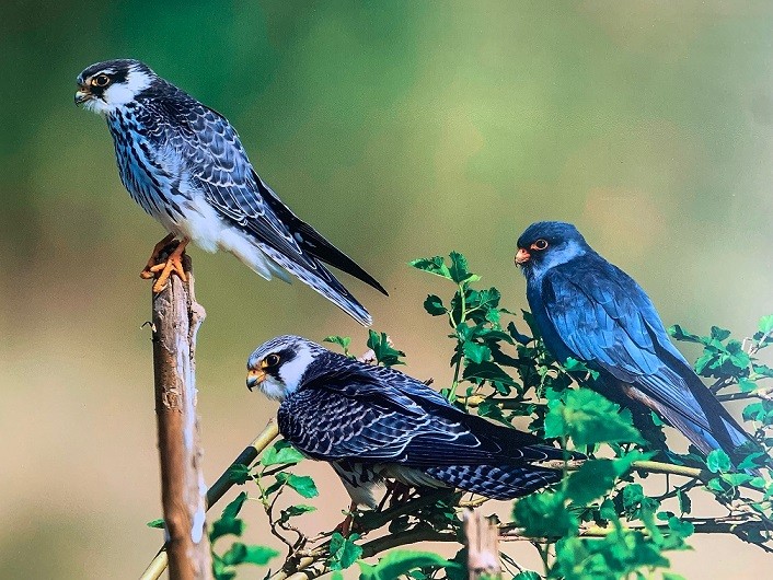 Khám phá 35 loài chim hoang dã, định cư và di cư được chụp tại Hà Nội