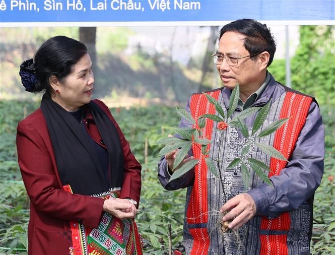 Thủ tướng Phạm Minh Chính khảo sát vùng trồng sâm tại huyện Sìn Hồ. (Nguồn: TTXVN)