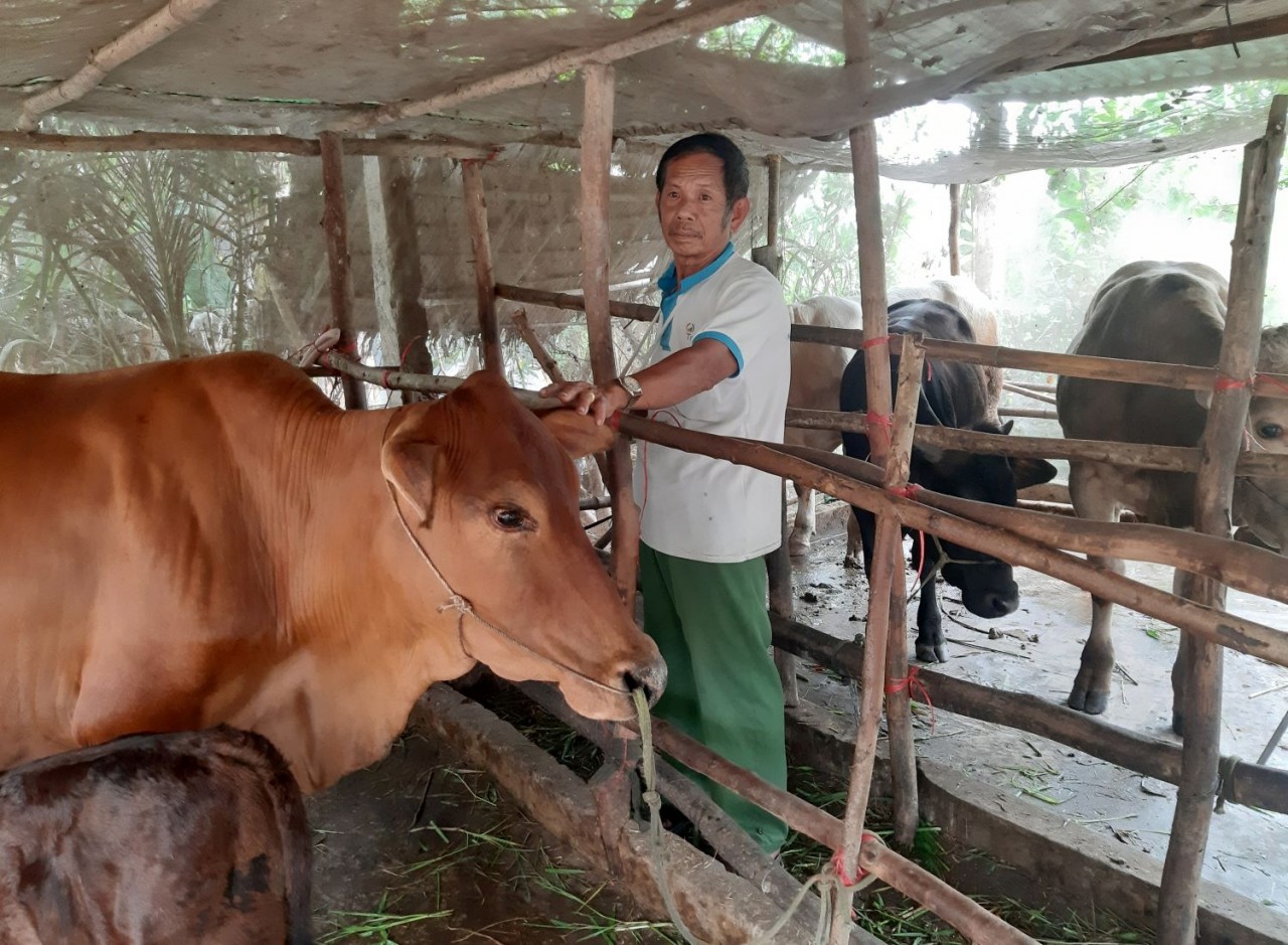 Anh Chau Nưng ở ấp Phước Lợi, xã Ô Lâm (huyện Tri Tôn), chăm sóc đàn bò từ nguồn vốn hỗ trợ hộ đồng bào DTTS đặc biệt khó khăn, hiện đang phát triển rất tốt. (Ảnh: Phương Nghi)
