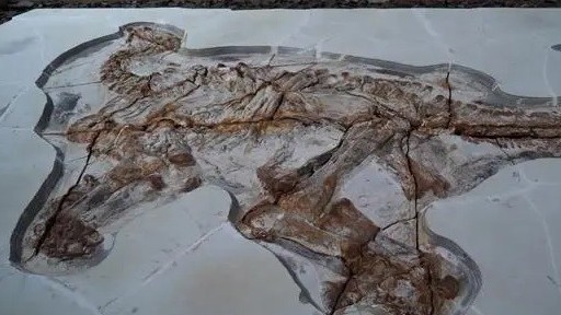 Trung Quốc phục hồi hai bộ hóa thạch khủng long niên đại khoảng 130 triệu năm