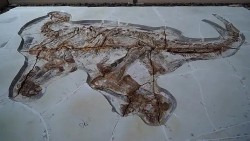 Trung Quốc phục hồi hai bộ hóa thạch khủng long niên đại khoảng 130 triệu năm