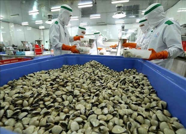 Clams are one of the main aquatic products of Vietnam. (Source: VNA)