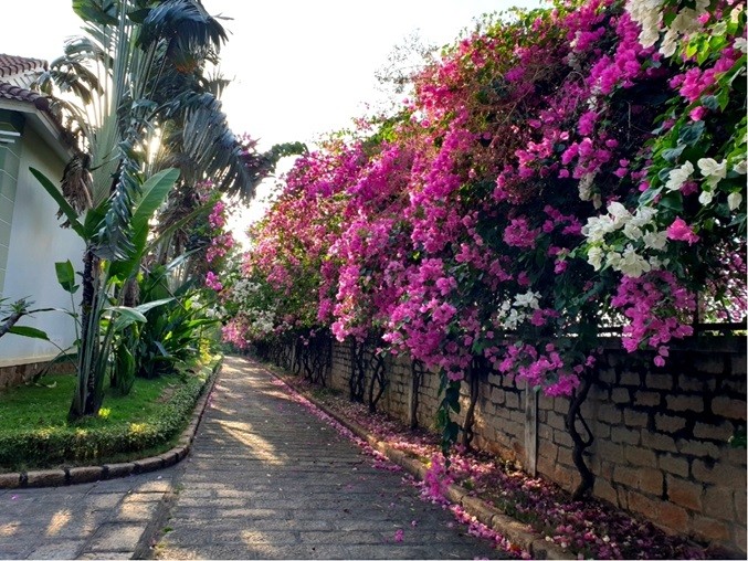 Sao Mai Resort Vũng Tàu: Đẳng cấp tinh hoa, xứng tầm vị thế