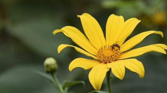 Wild sunflowers bloom in northeastern province of Dien Bien