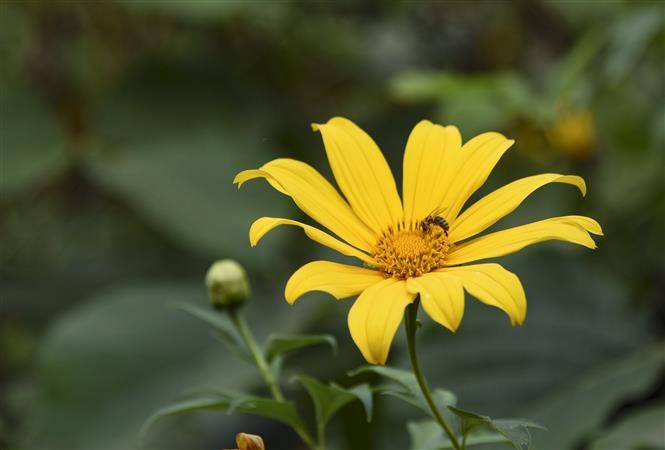 Wild sunflowers - unique Northeastern autumn landscape