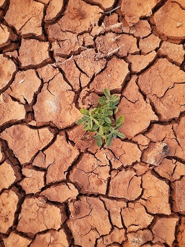 Công nghệ biến sa mạc thành đồn điền sau 5 năm
