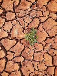 Công nghệ biến sa mạc thành đất canh tác sau 5 năm