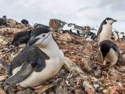 Chim cánh cụt quai nón ngủ cả nghìn lần mỗi ngày, mỗi lần trung bình 4 giây