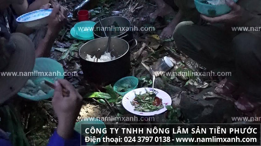 Bữa cơm của thợ Công ty Nông lâm sản Tiên Phước hái nấm lim trong rừng.