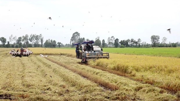 Festival to drive national rice trade