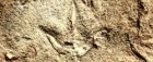Nam Phi: Bí ẩn dấu chân hóa thạch 210 triệu năm trước của chân loài thú cổ đại