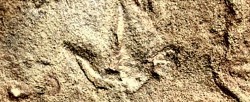 Nam Phi: Bí ẩn dấu chân hóa thạch 210 triệu năm trước của chân loài thú cổ đại