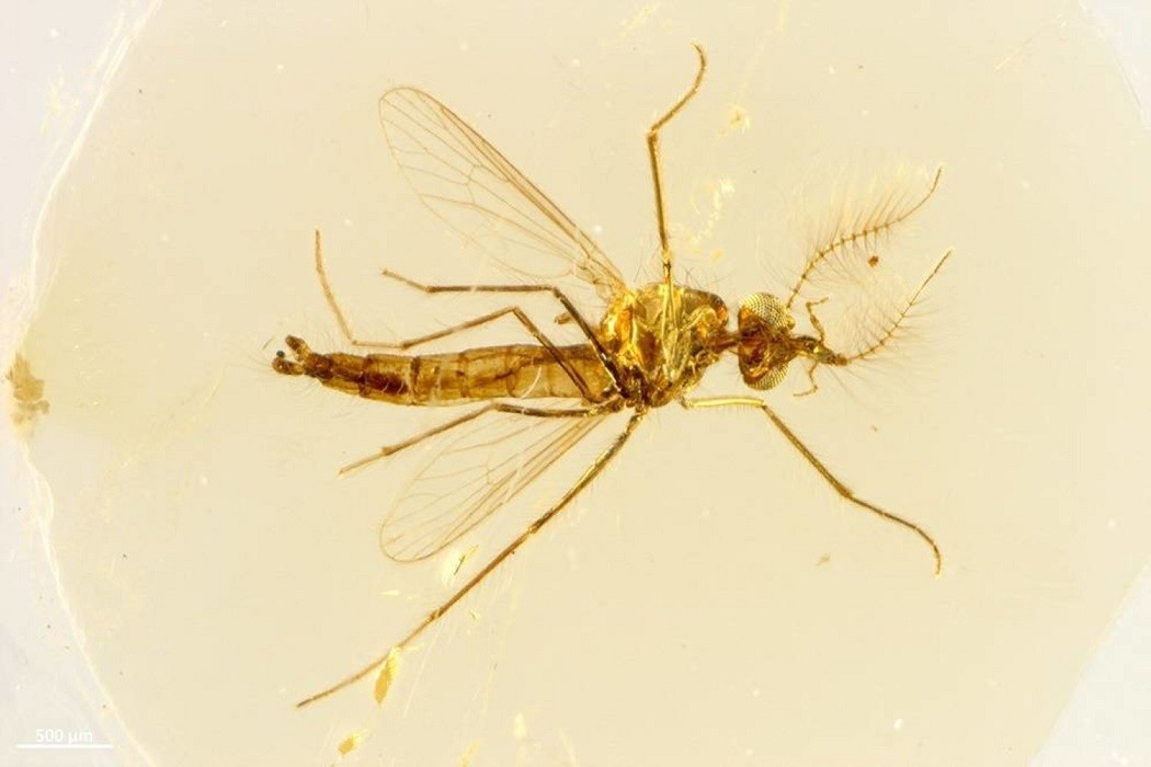 Các nhà khoa học tiết lộ câu chuyện bất ngờ về loài muỗi từ hai mẫu hóa thạch 130 triệu năm trước