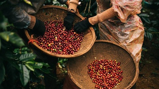 Giá cà phê hôm nay 20/12/2023: Giá cà phê robusta tiếp tục giảm, trong nước giá tăng phi mã, có thể cao nhất thế giới