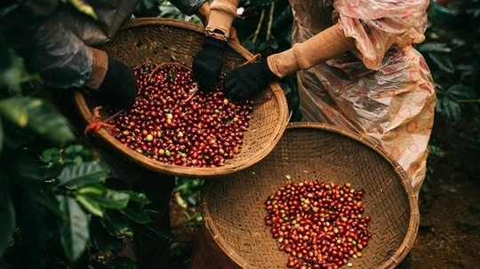 Giá cà phê hôm nay 9/1/2024: Giá cà phê robusta tăng vọt, arabica giảm; vụ mùa thấp nhất trong 4 năm của Việt Nam