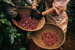 Giá cà phê hôm nay 24/12/2023: Giá cà phê trong nước giảm mạnh phiên cuối tuần, robusta cao kỷ lục, hàng Việt 'bán chạy'