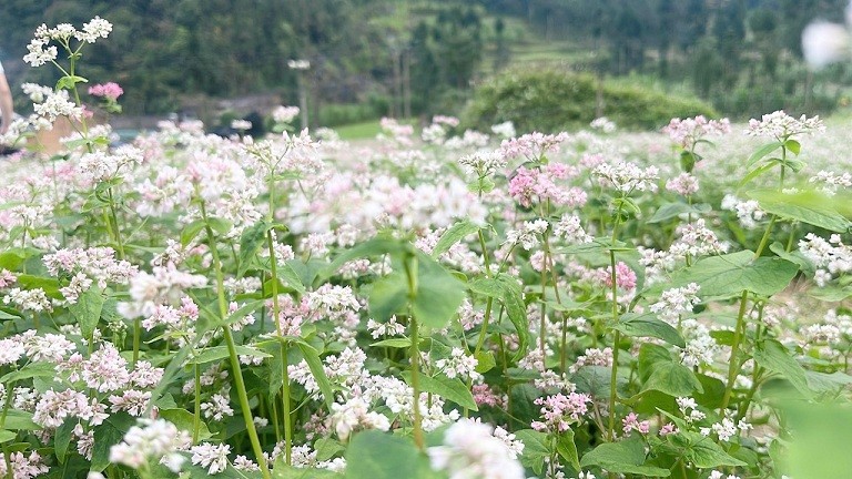 Hà Giang đẹp lạ thường trong mùa hoa tam giác mạch