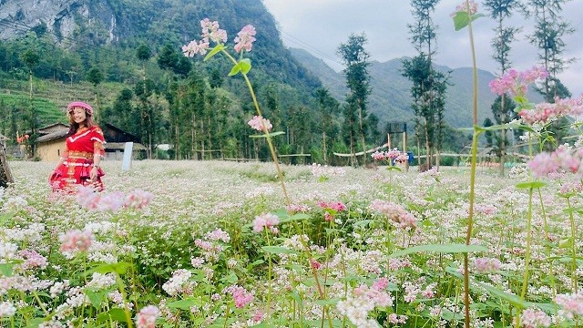 Magnificent Ha Giang in buckwheat flower season