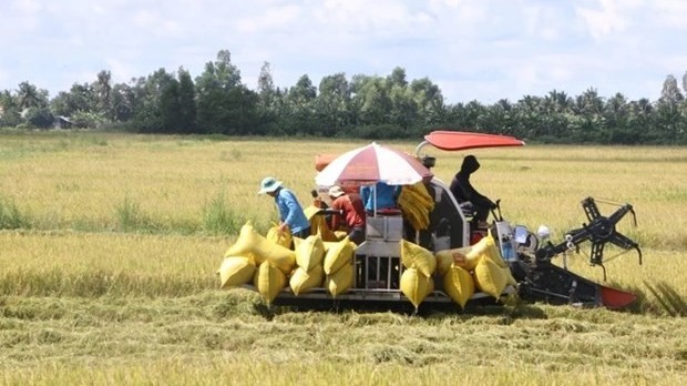 Mekong Delta launched project to develops 1 million ha of low-emission high-quality rice