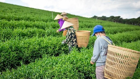 Để du lịch nông nghiệp ở Việt Nam bứt phá…