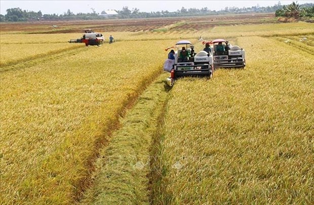 Increasing quality, value of rice shipments to boost exports