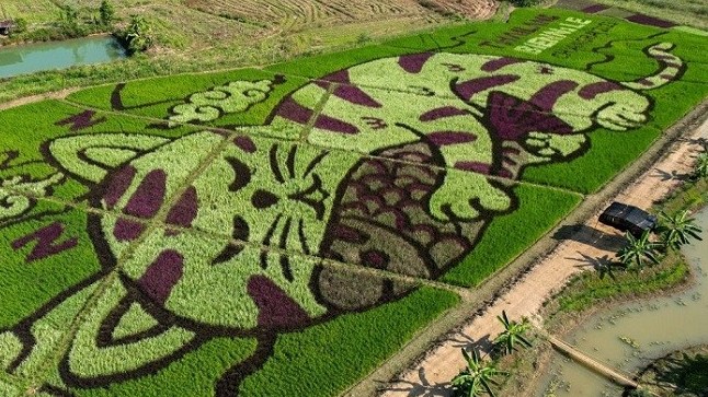 Thái Lan: Bức tranh đặc biệt từ những cây lúa tạo hình chú mèo ngủ ôm cá trên cánh đồng