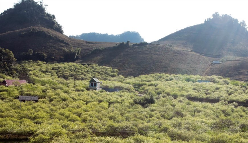 Moc Chau becomes top-listed Asia’s leading regional nature destination 2023