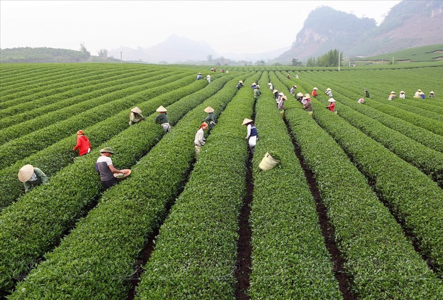Moc Chau becomes top-listed Asia’s leading regional nature destination 2023