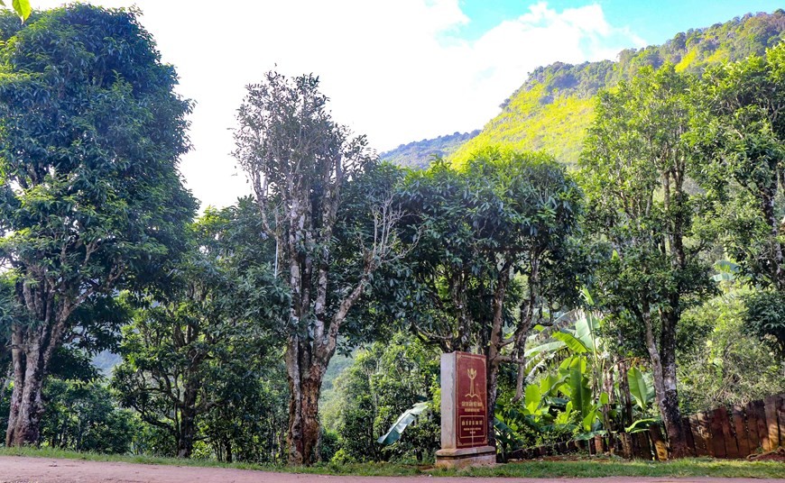 Ancient Shan tuyet tea forest in Dien Bien | Business | Vietnam+ (VietnamPlus)