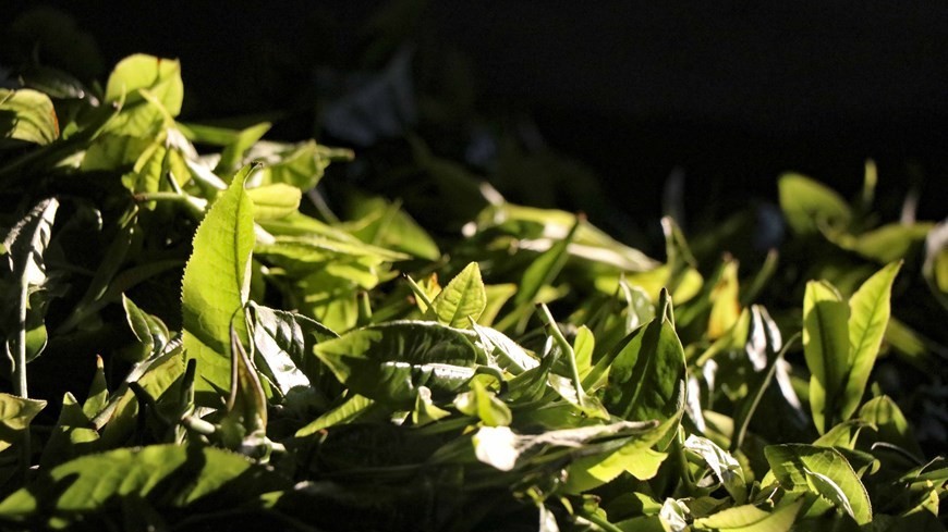 Ancient Shan tuyet tea forest in Dien Bien