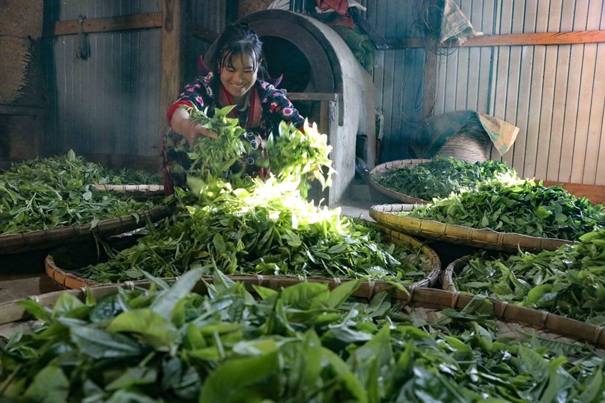 Ancient Shan tuyet tea forest in Dien Bien | Business | Vietnam+ (VietnamPlus)