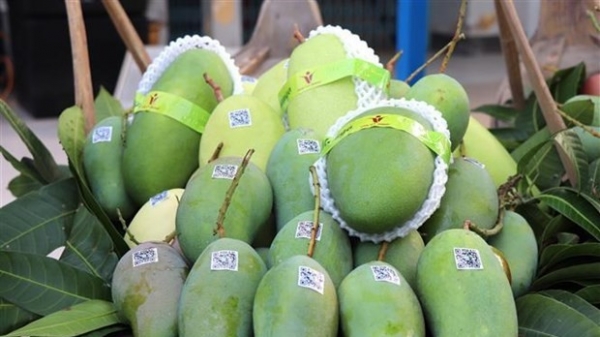 An Giang exports first green-peel elephant mangoes to Australia, US