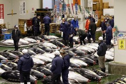 Nhật Bản: Phiên đấu giá cá ngừ đầu năm đạt mốc gần 790 nghìn USD