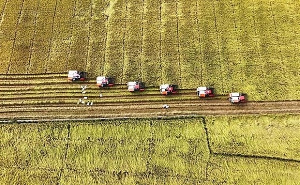 Rice export soars to record high in 2023: MARD