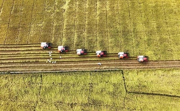 Rice export soars to record high in 2023 | Business | Vietnam+ (VietnamPlus)