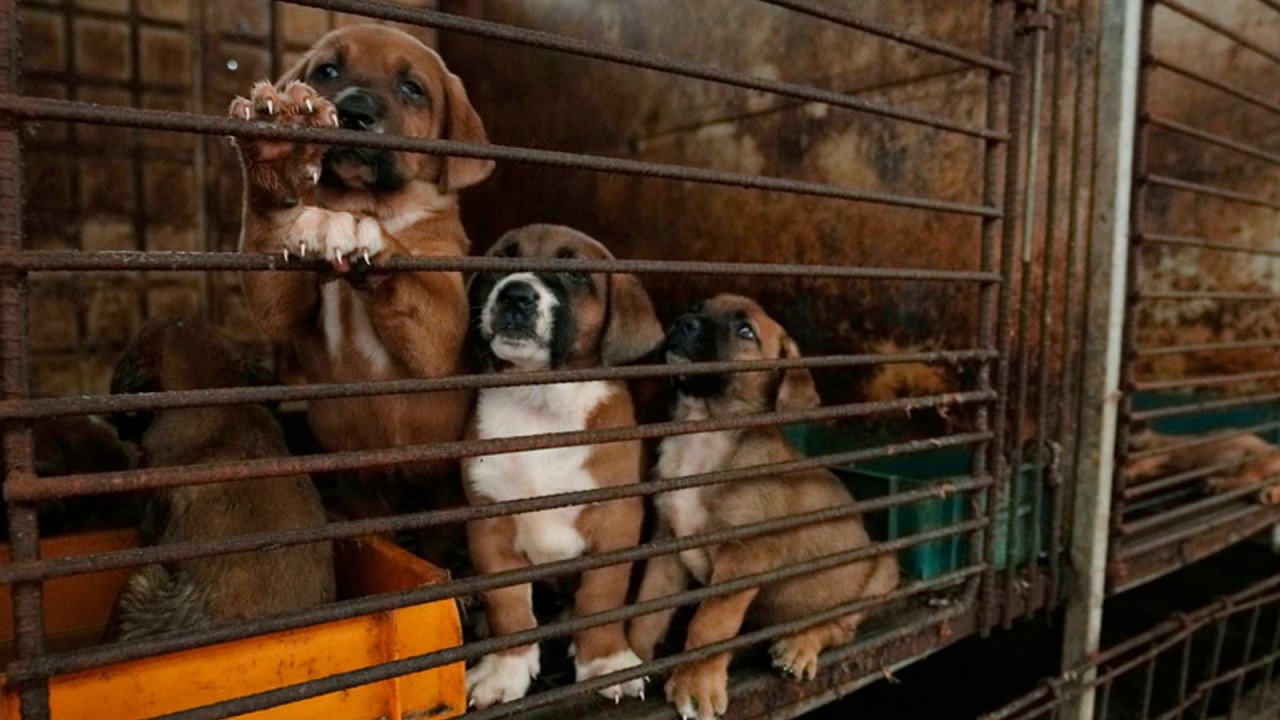 Những chú chó con tại một trang trại thịt chó ở Pyeongtaek. (Nguồn: AP)