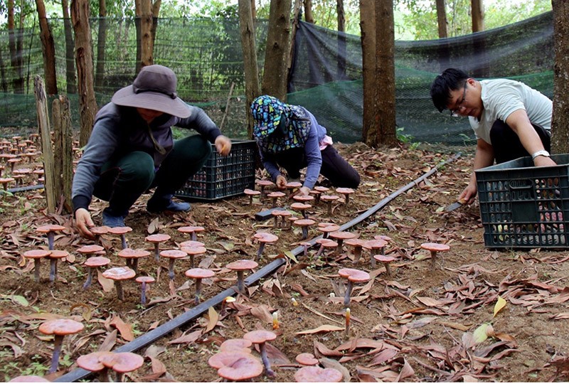 Thu hoạch nấm linh chi đỏ dưới tán rừng tại Công ty TNHH Minh Khánh Gia Lai (tỉnh Gia Lai). Ảnh: Công ty Minh Khánh Gia Lai