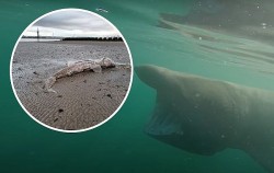 Anh: Sinh vật kỳ lạ kích thước khổng lồ dạt bờ biển được xác định là loài cá mập phơi