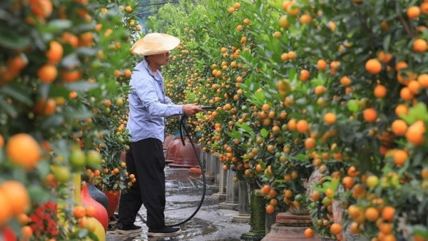 Tu Lien kumquat village bustling as Tet approaches