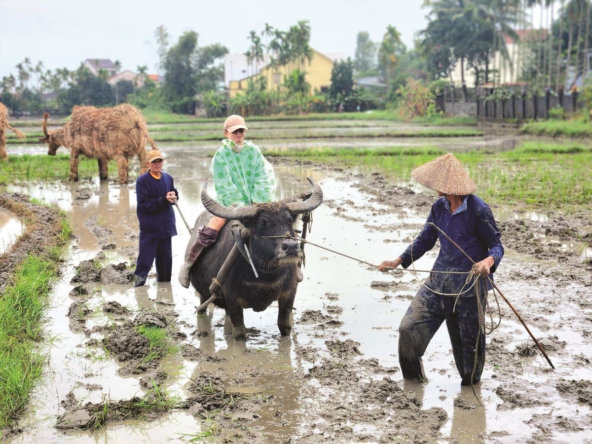 'Going to the field' festival in Hoi An attracts tourists 'Going to the field' festival in Hoi An attracts tourists