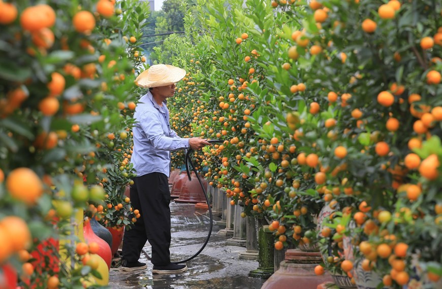 Tu Lien kumquat village bustling as Tet approaches