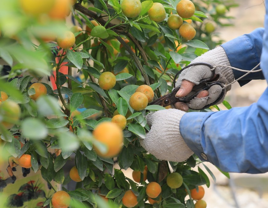 Tu Lien kumquat village bustling as Tet approaches