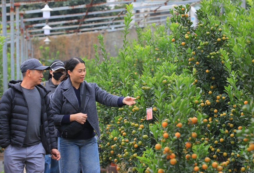 Tu Lien kumquat village bustling as Tet approaches